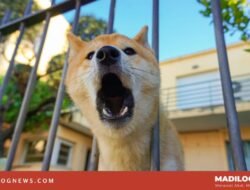 “Anjing Menggonggong, Kafilah Berlalu”: Tapi Siapa Sebenarnya yang Menggonggong?