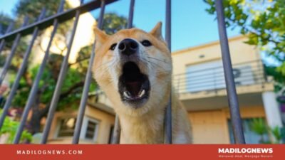 Anjing Menggonggong, Kafilah Berlalu, Tapi Siapa Sebenarnya yang Menggonggong