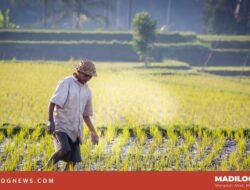 Petani Purwakarta Semakin Menua: Di Ladang Sunyi Regenerasi yang Tak Kunjung Datang