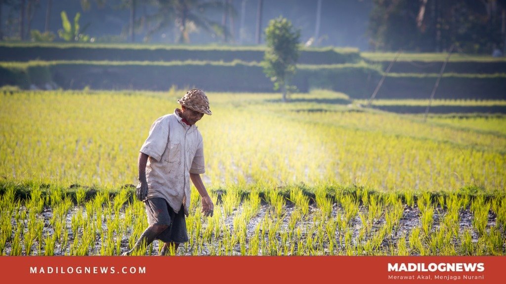 Petani Purwakarta Semakin Menua