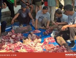 Idul Adha 1446: Yayasan Salafiyah Potong 8 Ekor Sapi , 11 Ekor Domba